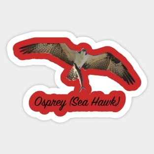 Ospray Sea Hawk The Bird of Prey Sticker